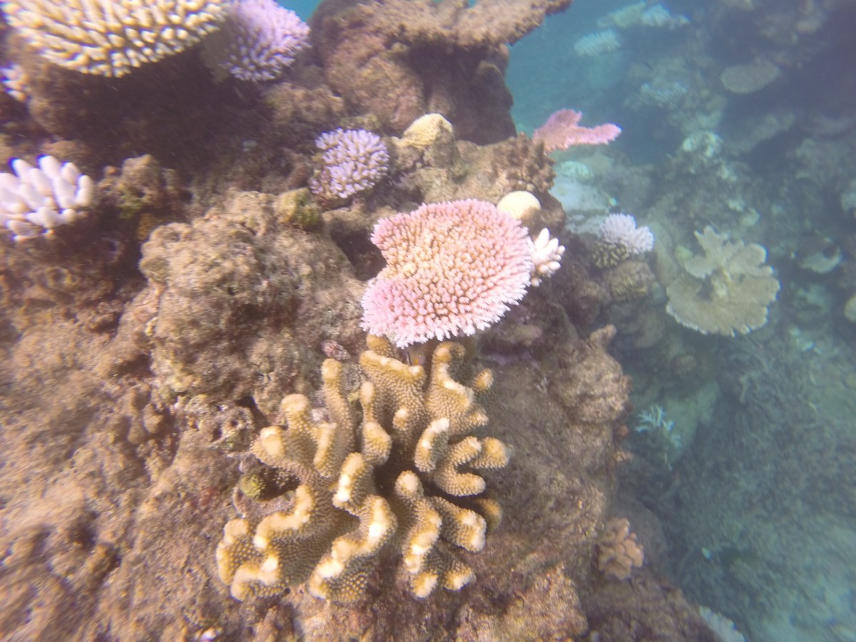 Snorkeling in the Great Barrier&nbsp;Reef